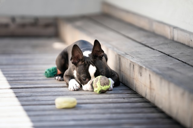 Best chew toy outlet for french bulldog puppy