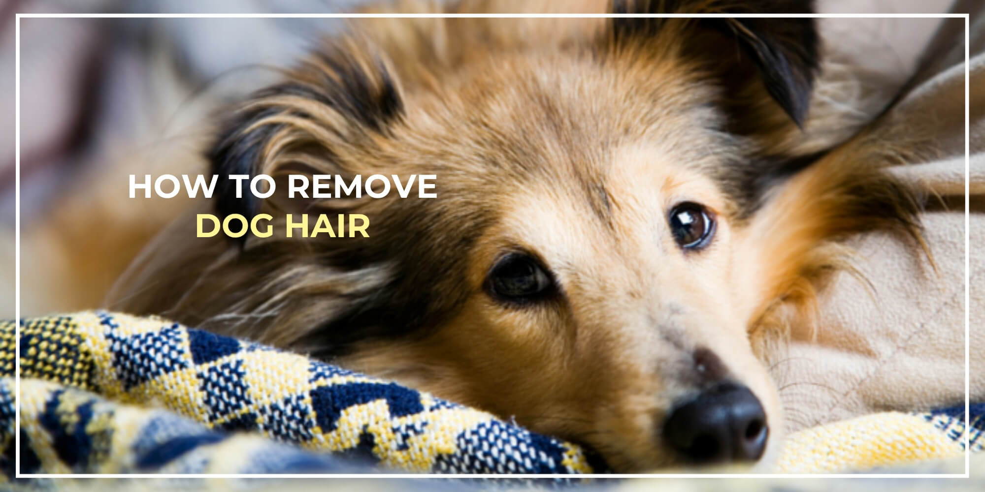 The Easiest Ways To Remove Dog Hair From Your Clothes Quick - My
