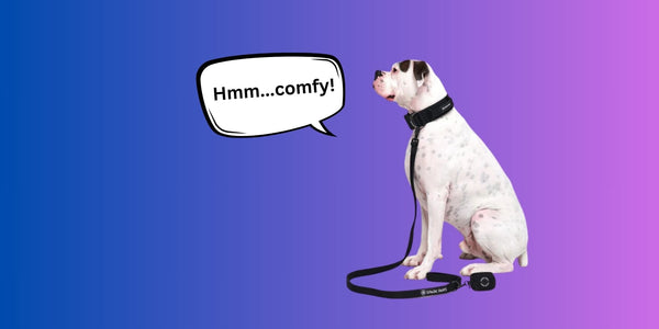 How Tight Should a Dog Collar Be? A Complete Guide for Pet Parents