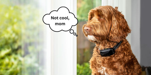 What is a Bark Collar?