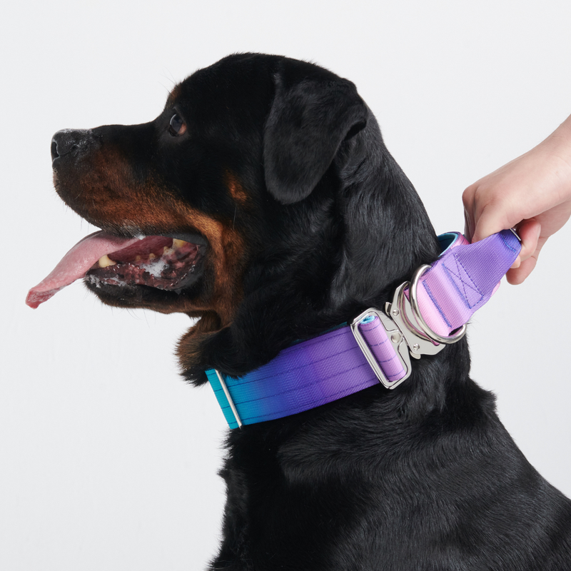 Collier tactique pour chien - Rétro des années 90