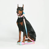 Pastel Icing Neoprene Leash