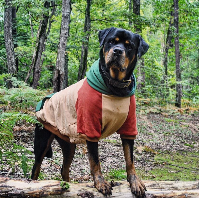 Pull à Capuche Pour Chien - Forestier