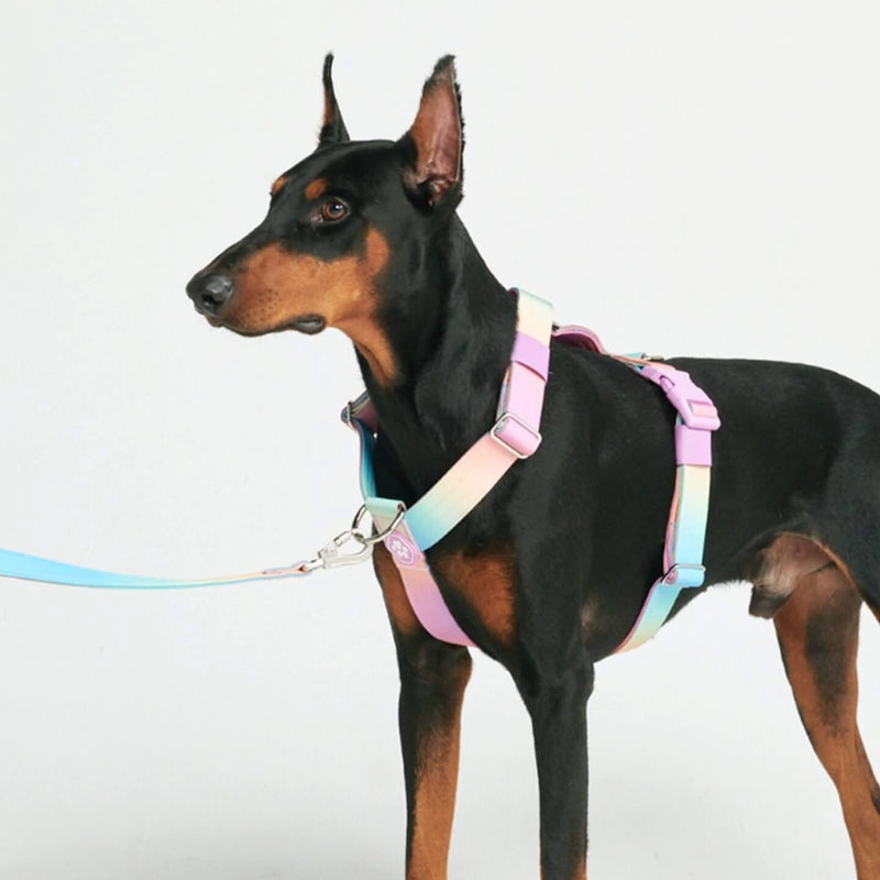 Pastel Icing Harness